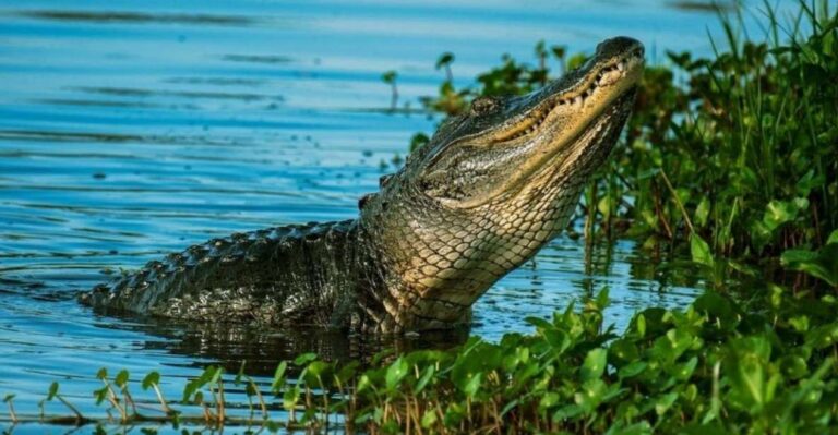 Private Everglades Tour:explore The Beauty Of The Everglades Discovering The Everglades Wonders