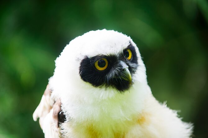 Private Family Bird Of Prey Experience In Carlisle Overview Of The Experience