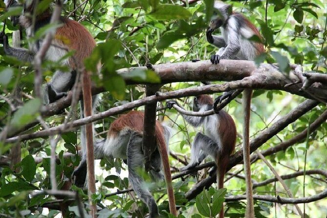 Private Full Day Trip to Stone Town, Spice Farms and Jozani Forest - Overview of the Tour