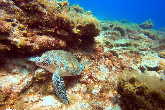 Private Half Day Dive Trip In St Thomas Virgin Islands Meeting And Pickup Location