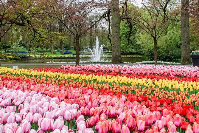 Private Keukenhof Tulip Fields Tour From Amsterdam Tour Inclusions