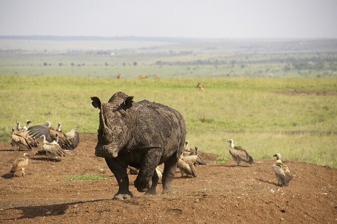 Private Nairobi National Park Day Tour - Meeting and Pickup Arrangements