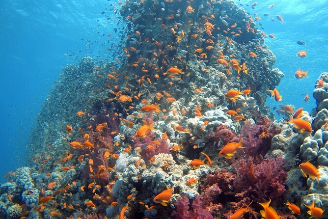 Private Scuba Diving Adventure In The Red Sea Of Aqaba Overview Of The Experience