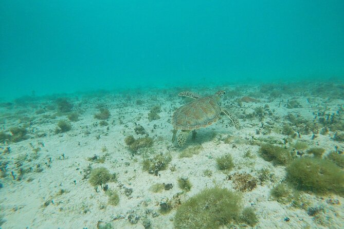 Private Snorkel With 2 Stops In Aruba Eco Friendly! Exploring The Marine Ecosystem