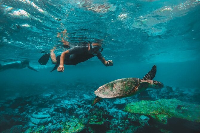 Private Snorkeling With Turtles in Fujairah With BBQ - Overview and Experience