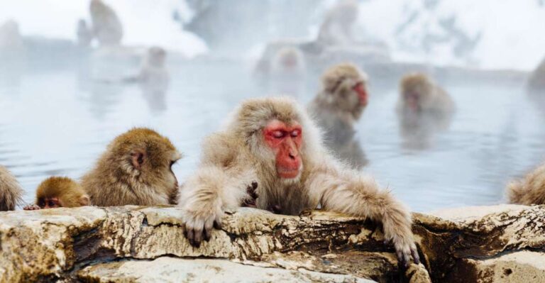 Private Snow Monkey Tour: From Nagano City / Ski Resorts Tour Overview