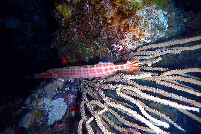 Private Sunset Charter + Guided Night Snorkeling In St Thomas Overview