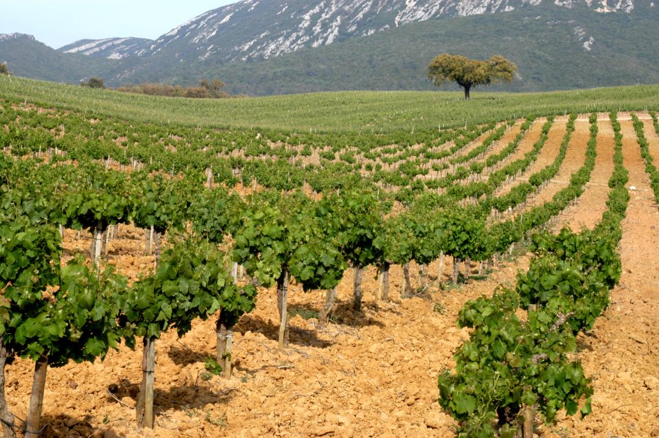 Private Tour - Arrábida & Azeitão Wine Region - Tour Overview