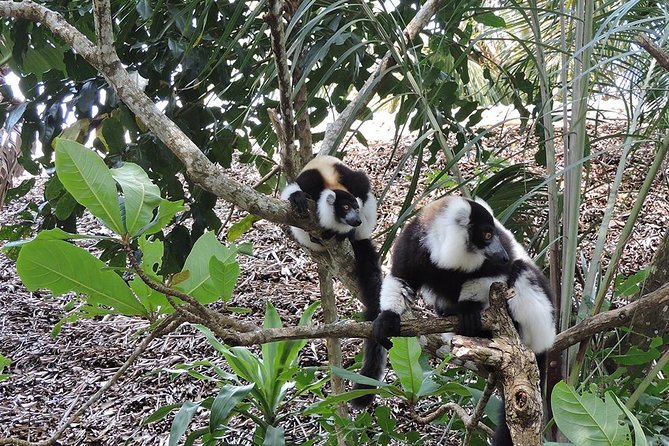 Private Tour For The Highlights Of Madagascar Tour Overview