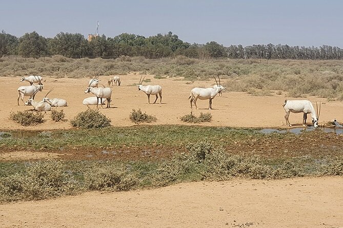 Private Tour of Desert Castles Eastern Jordan With Optional Azraq Wetland Visit - Tour Overview