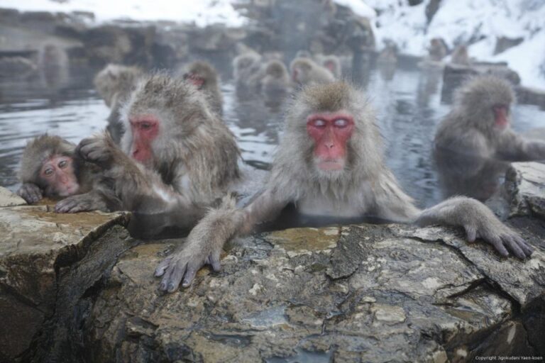 Private Transfers Between Tokyo And Snow Monkey Park Overview And Pricing