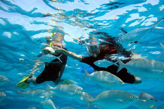 Private Trips To Lobos Island In Catamaran Lagoon 421 Overview Of The Excursion