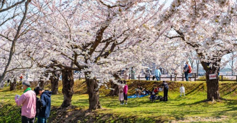 Private & Unique Nagasaki Cherry Blossom Sakura Experience Experience Overview