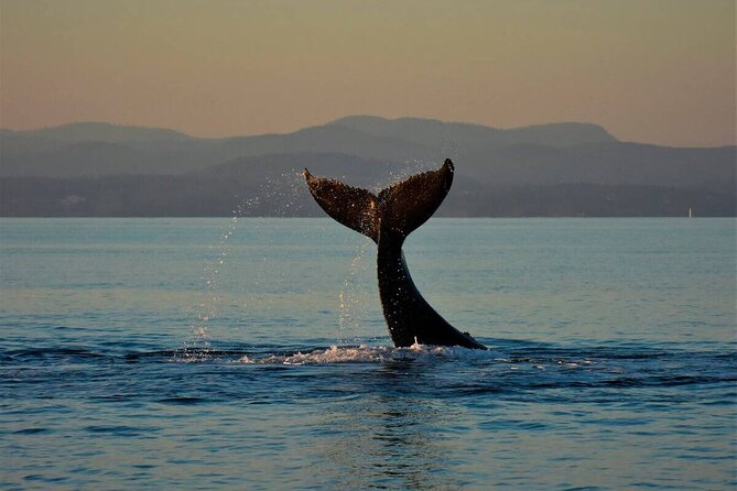 Private Victoria Full Day Tour From Vancouver Tour Highlights