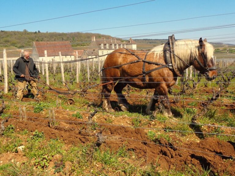 Private Wine Tasting : Tour Of Local Wine Producers. Overview Of The Tour