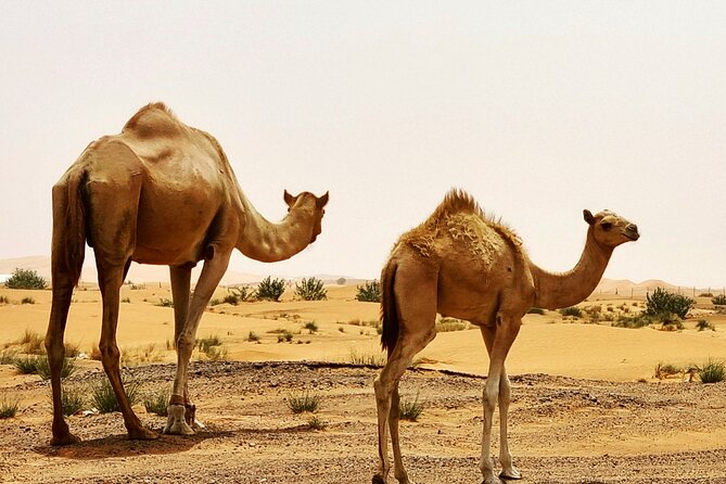 Professional Desert Safari With Camel Ride & BBQ in Bedouin Camp - Inclusions