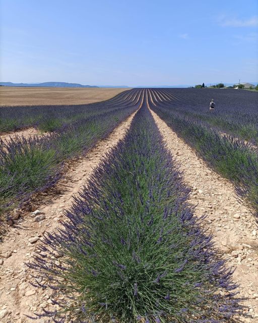 Provençal Elegance: Lavender, Olive Oil, and Wine Odyssey - Discover Valensoles Lavender Fields