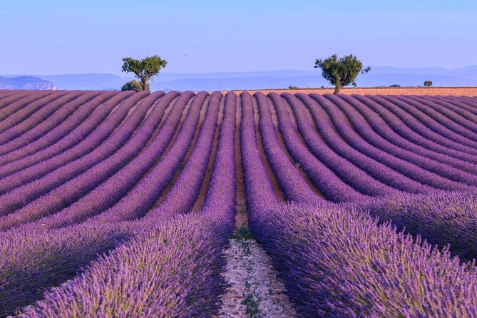 Provence Lavender Fields Tour in Valensole From Marseille - Tour Overview