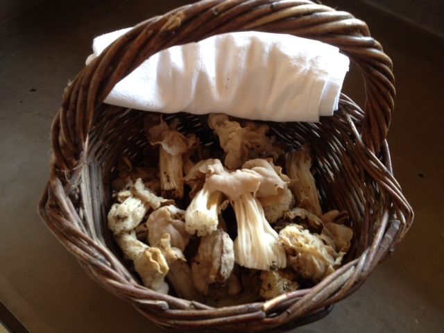 Provence: Mushroom Hunting With Outdoor Breakfast Activity Details