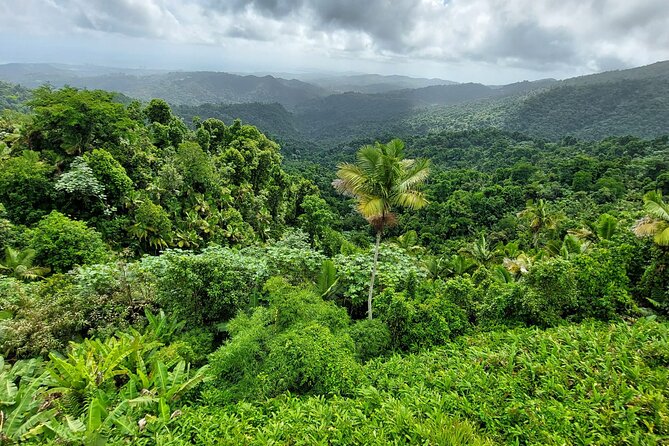 Puerto Rico: El Yunque Sightseeing Half-Day Tour With Transfer - Inclusions and Amenities