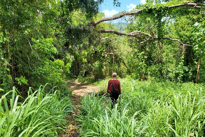 Puerto Rico Tour To El Yunque Rainforest Hiking To Waterfall Tour Overview And Inclusions