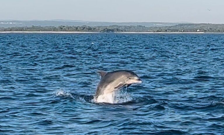 Pula: Dolphin Watching Cruise At Sunset With Dinner & Drinks Activity Overview