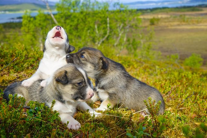 Puppy Training Experience At A Husky Farm In Tromso Overview Of The Experience