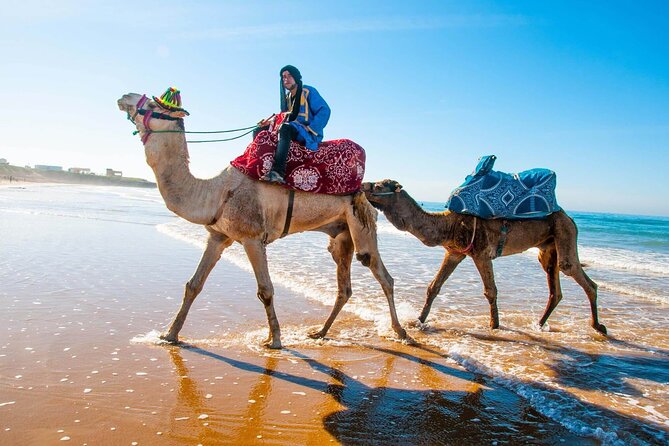 Quad Biking And Camel Ride Experience Included Activities