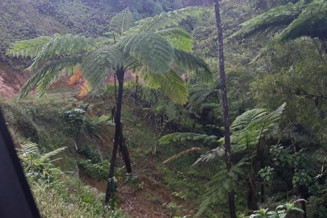 Rain Forest Jungle Tour - Pickup and Logistics