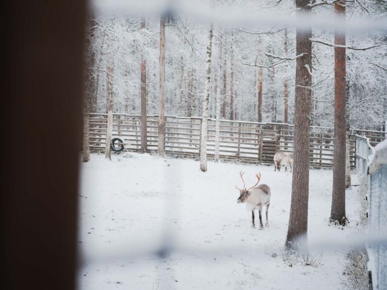 Ranua Wildlife Park Day: Visit The Arctic Animals Tour Details