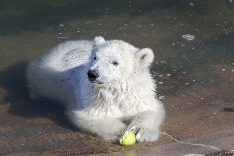 Ranua Wildlife Park Guided Tour From Rovaniemi Tour Details