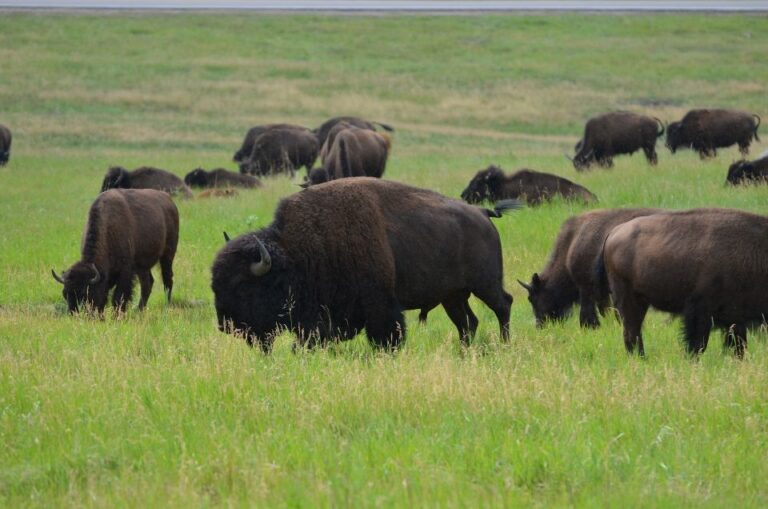 Rapid City: Private Black Hills Monuments Full Day Tour Tour Overview