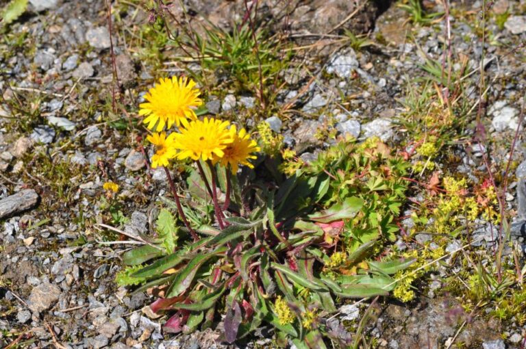 Rare Plants In Aosta Valley Tour Overview