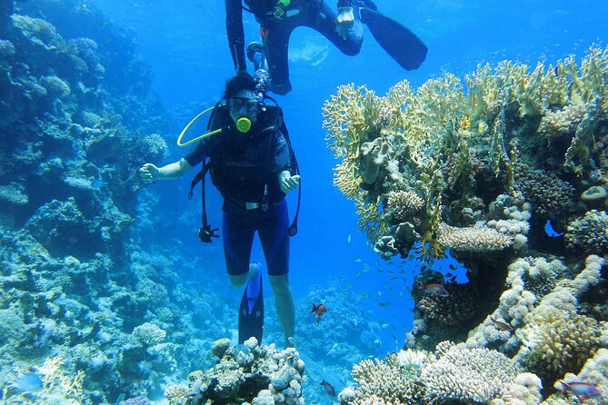 Ras Mohamed And White Island Snorkeling Trip And One Stop Diving Sharm El Shiekh Inclusions And Features