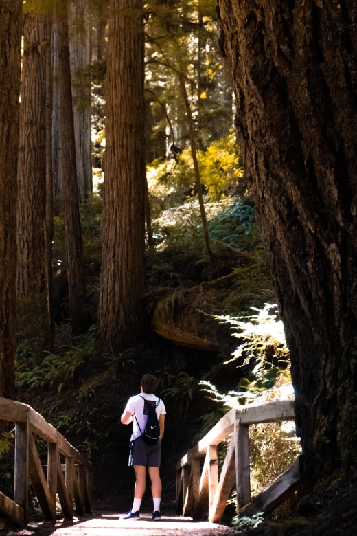 Redwoods Full Day Private Tour And Hike Exploring The Majestic Redwoods