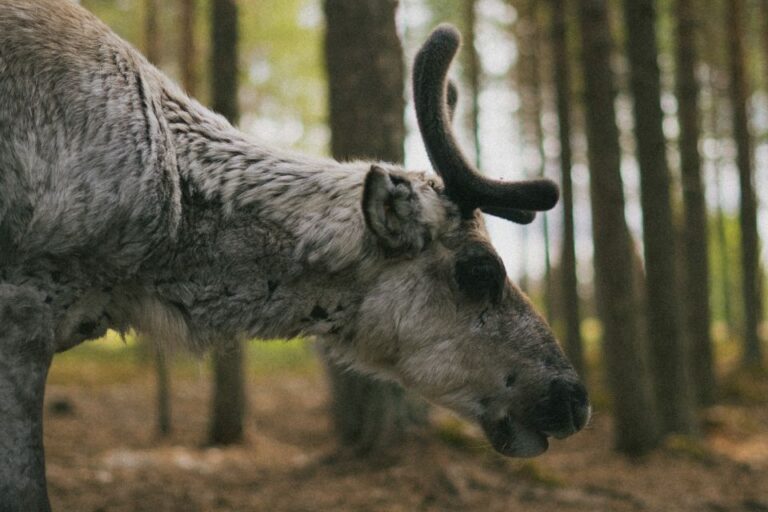 Reindeer Farm Visit With Professional Photographer Tour Overview