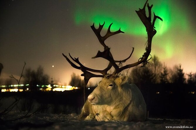 Reindeer Feeding & Saami Culture With Chance For Northern Lights Saami Cultural Immersion