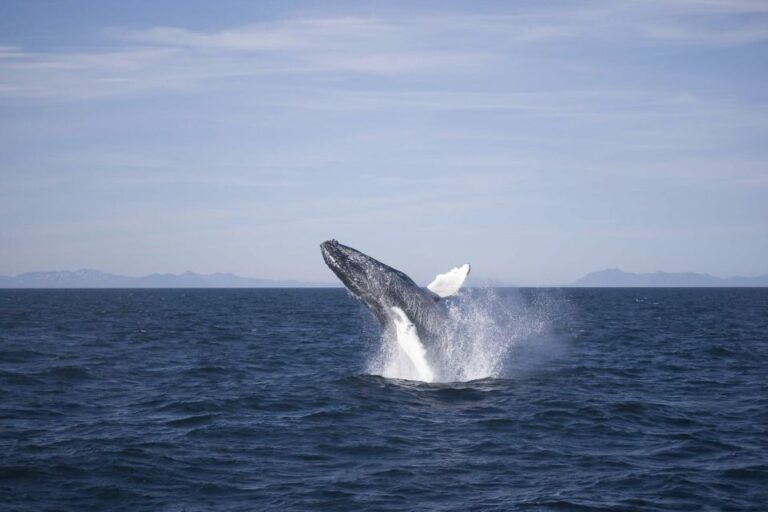 Reykjavik: 3 Hour Whale Watching Tour Tour Overview