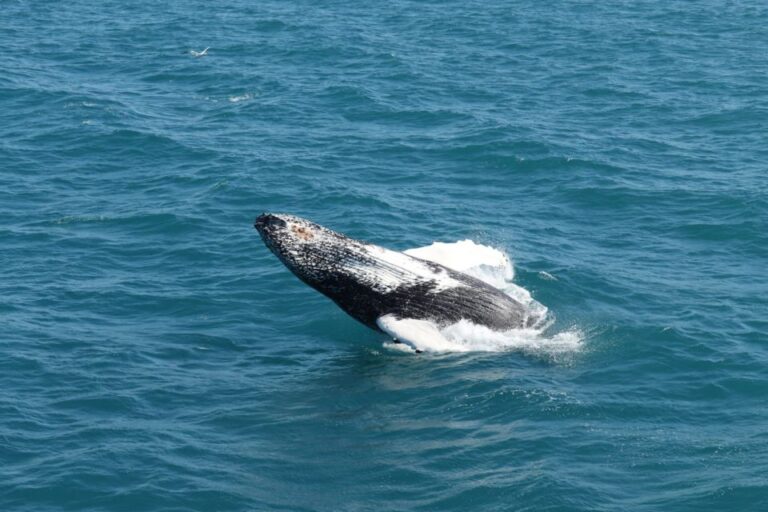 Reykjavik: Best Value Whale Watching Boat Tour Tour Overview