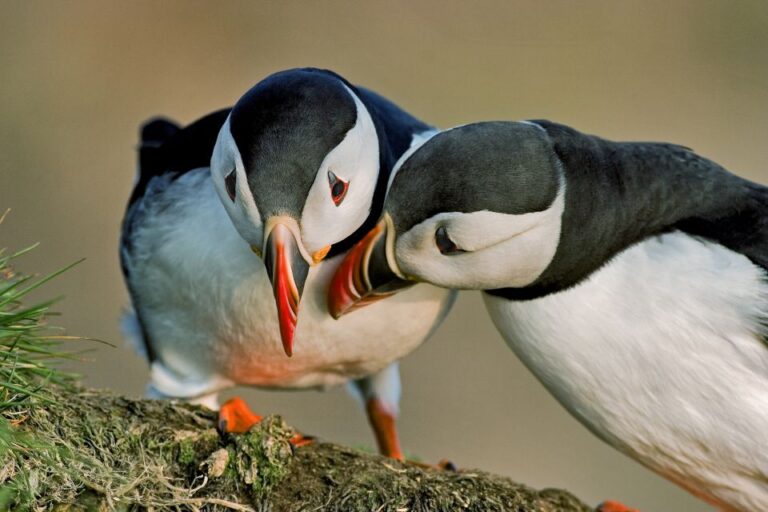 Reykjavik: Puffin Watching Boat Tour Tour Overview