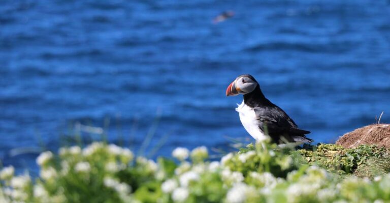 Reykjavik Puffin Watching Tour Tour Overview