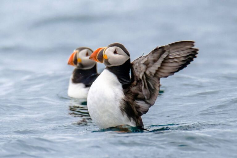 Reykjavik: Rib Speed Boat Puffin Watching Tour Tour Details