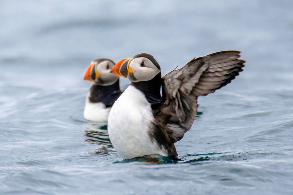 Reykjavik: RIB Speed-Boat Puffin Watching Tour - Tour Details