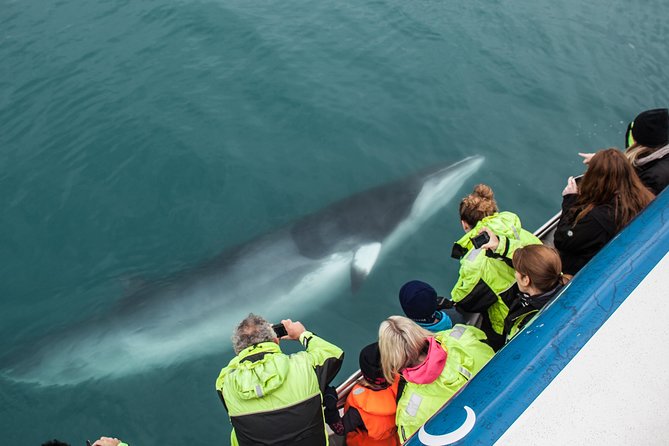 Reykjavik Shore Excursion: Whale Watching Cruise Whale Species Encountered