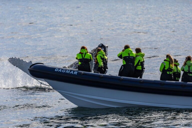 Reykjavik: Whale Watching Tour By Rib Boat Tour Duration And Inclusions