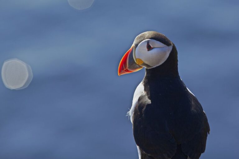 Reykjavik: Whales And Puffins Cruise Combo Tour Overview Of The Tour