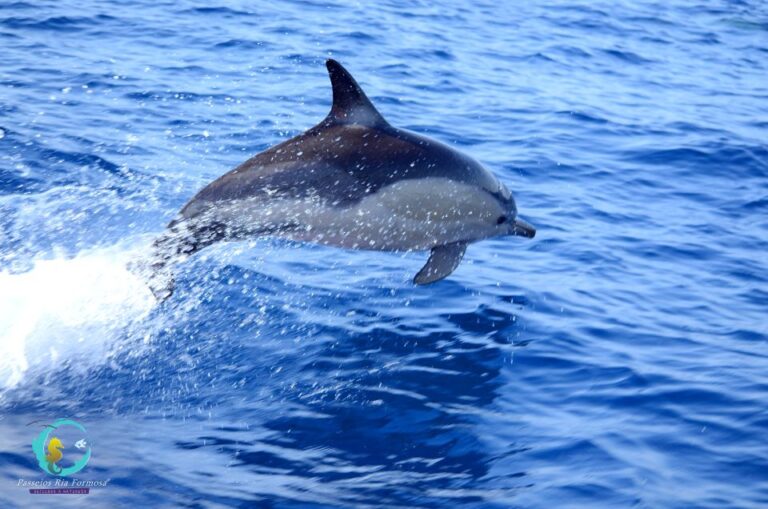 Ria Formosa: Dolphin Watching Boat Tour Tour Overview