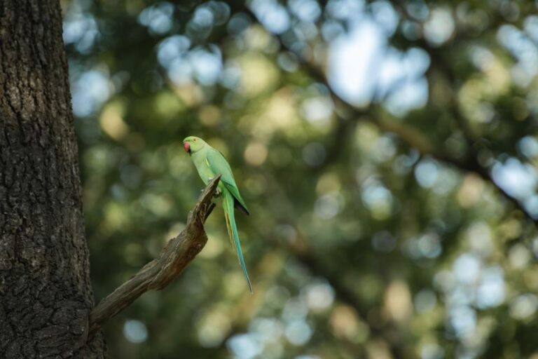 Richmond Park, London: Sunset Wildlife Photography Workshop Workshop Overview