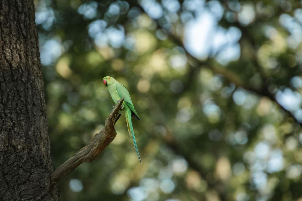 Richmond Park, London: Sunset Wildlife Photography Workshop - Workshop Overview