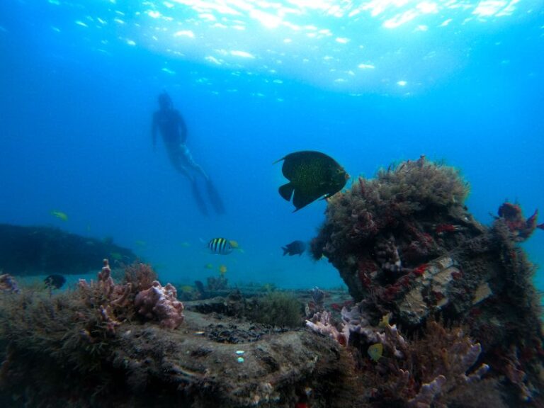 Riviera Beach, Fl: Blue Heron Bridge Reef Snorkeling Tour Tour Overview